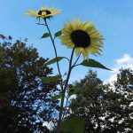 sonnenblume im garten